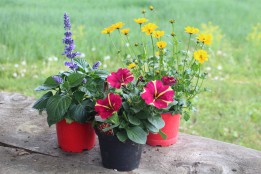 Bunter Balkonmix sonnig