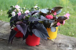 Schatten Balkonblumen Mix