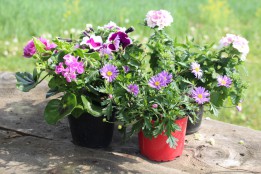 Violett/weiß Balkonblumen Mix