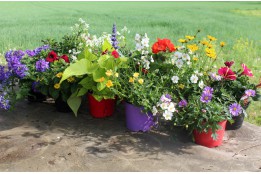 Bunter Balkonmix sonnig groß