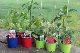 Bunter Gemüsegarten Mix