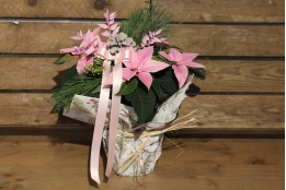 Weihnachtsstern Rosa 12er Topf dekoriert