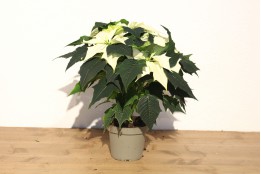 Weihnachtsstern Creme 14er Topf